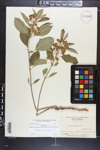 Asclepias tomentosa image