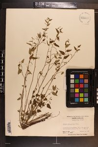 Tragia urticifolia image