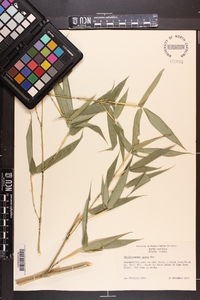 Phyllostachys aurea image