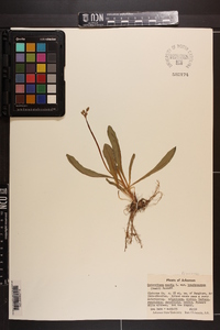 Dodecatheon meadia subsp. brachycarpum image