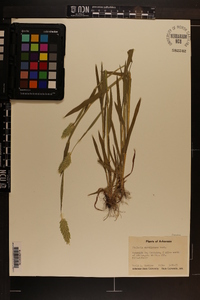 Phalaris caroliniana image