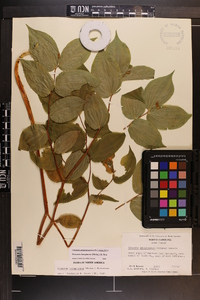 Prosartes lanuginosa image