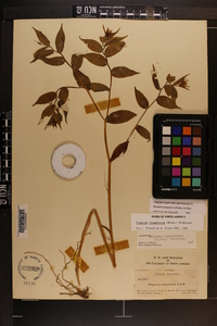 Prosartes lanuginosa image