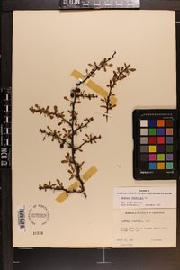 Berberis thunbergii image