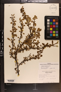 Berberis thunbergii image