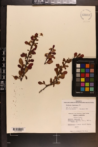 Berberis thunbergii image