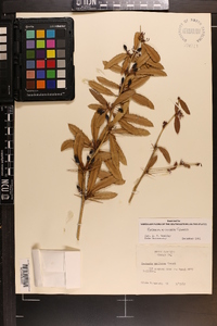 Berberis atrocarpa image