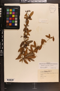 Berberis atrocarpa image