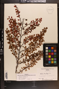 Berberis thunbergii image