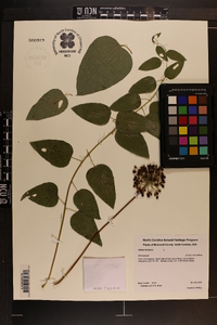 Smilax herbacea image