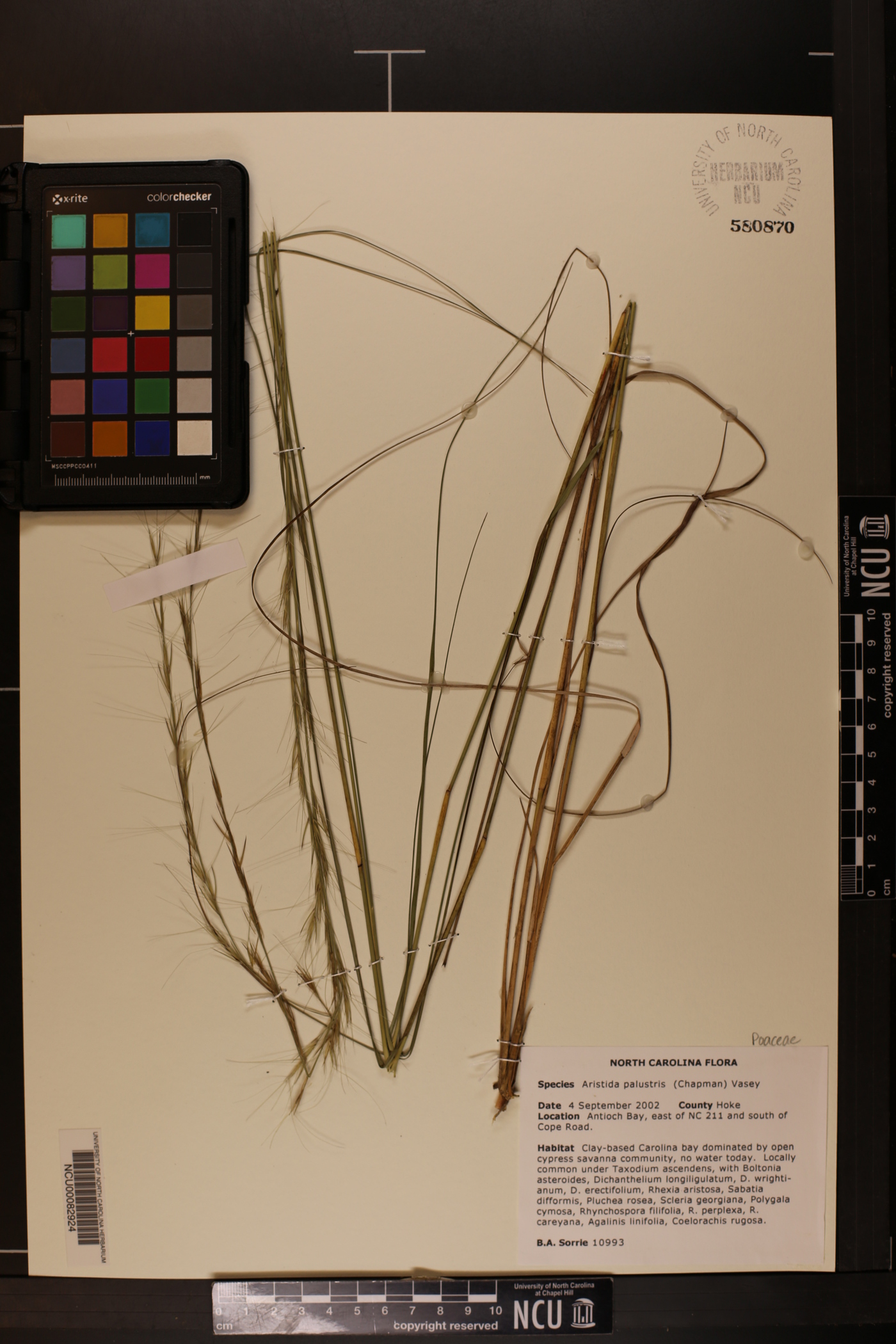 Aristida palustris image
