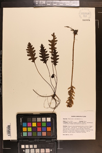 Solidago tortifolia image