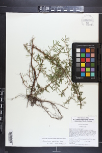 Hypericum galioides image