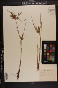 Cyperus iria image