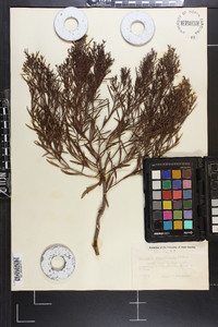 Baccharis angustifolia image