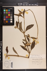 Froelichia floridana var. campestris image