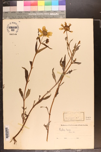 Bidens laevis image