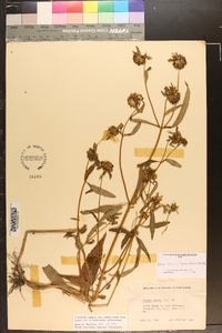 Bidens laevis image