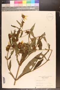 Bidens laevis image