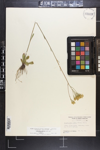 Bigelowia nudata subsp. nudata image