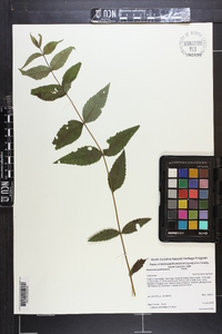 Eupatorium godfreyanum image