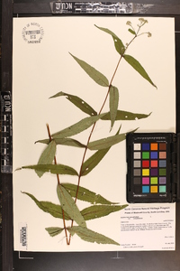 Eupatorium sessilifolium var. sessilifolium image