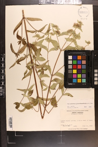 Pycnanthemum pycnanthemoides image