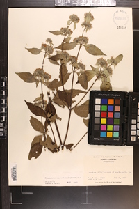 Pycnanthemum pycnanthemoides image