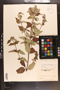 Pycnanthemum pycnanthemoides image