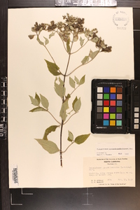 Pycnanthemum pycnanthemoides image