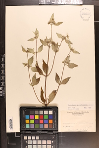 Pycnanthemum pycnanthemoides image