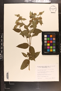 Pycnanthemum pycnanthemoides var. viridifolium image