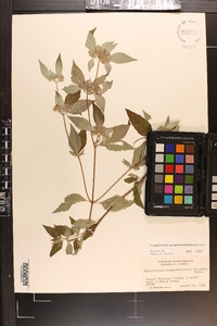 Pycnanthemum pycnanthemoides image