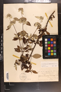 Pycnanthemum pycnanthemoides image