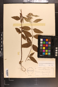 Pycnanthemum pycnanthemoides image