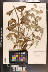 Pycnanthemum pycnanthemoides image