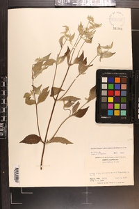 Pycnanthemum pycnanthemoides image