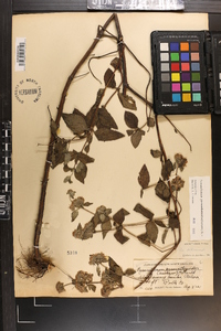 Pycnanthemum pycnanthemoides image