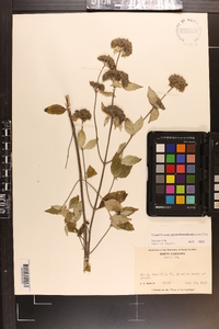 Pycnanthemum pycnanthemoides image