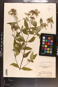 Pycnanthemum pycnanthemoides image