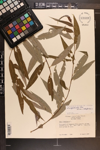 Salix x sepulcralis image