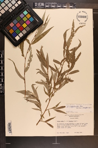 Salix x sepulcralis image