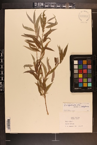 Salix x sepulcralis image