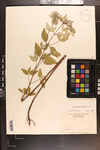 Pycnanthemum incanum image