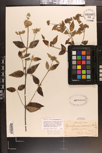 Pycnanthemum incanum image