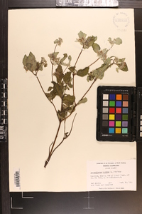 Pycnanthemum incanum image