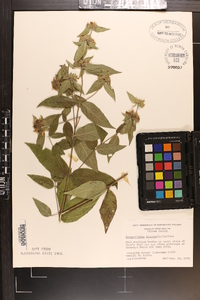 Pycnanthemum incanum image