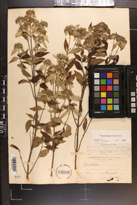 Pycnanthemum loomisii image