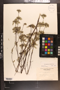 Pycnanthemum loomisii image