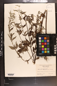 Pycnanthemum loomisii image